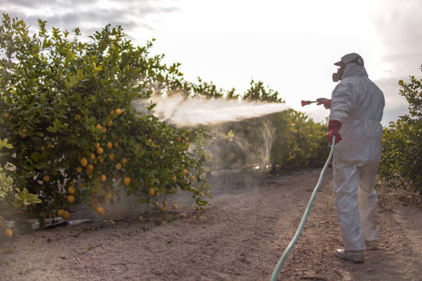 Best Emergency Pest Control  in Sun City, AZ
